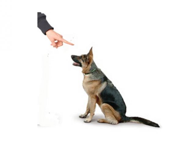 Training k9 have sex with humans